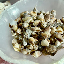 Load image into Gallery viewer, Spiralite Gemshells