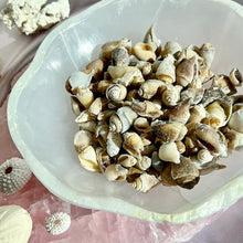Load image into Gallery viewer, Spiralite Gemshells